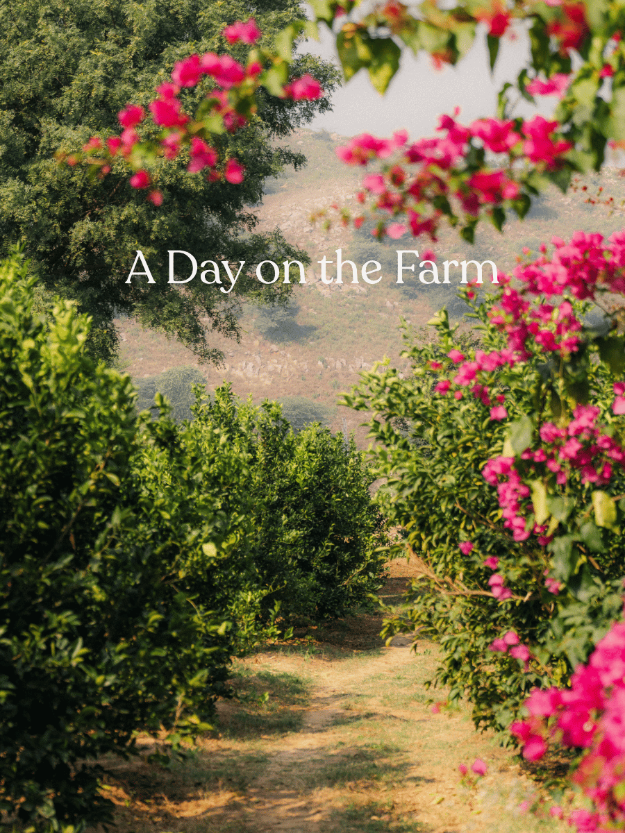 Slow Living: A Day on the Farm