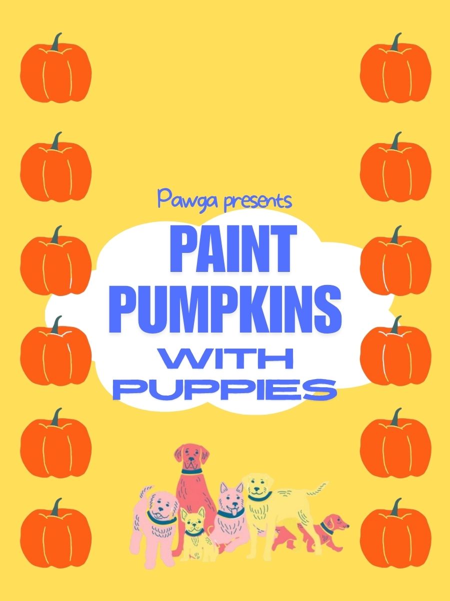 Pawga's Paint Pumpkins with Puppies | Scarlet