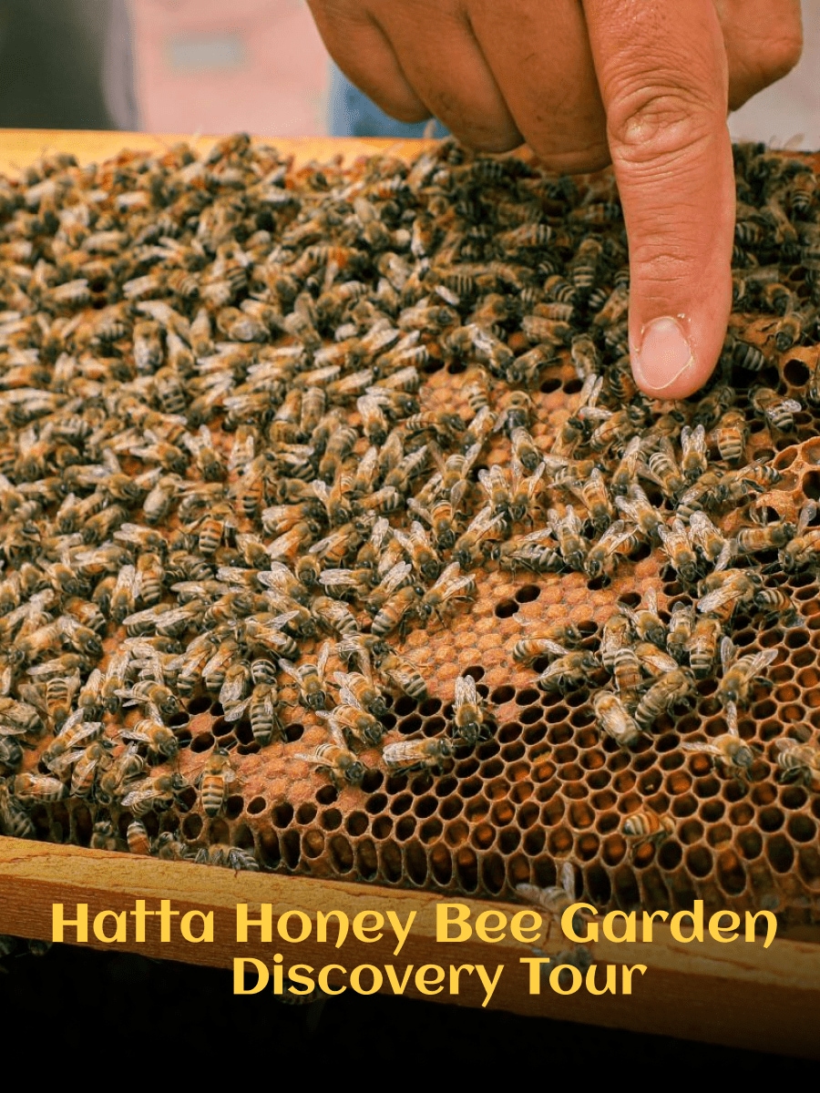 Hatta Honey Bee Garden Discovery Tour