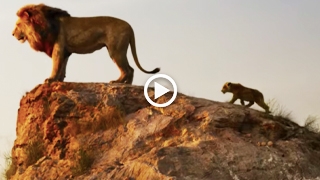 The Lion King | Rise Of The King - Shah Rukh Khan | Hindi | In Cinemas July 19